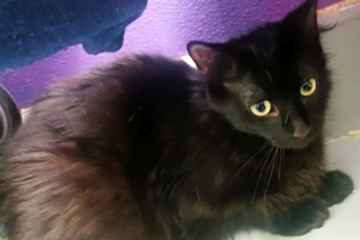 PET OF THE WEEK: Billie Bear is a sensitive, young gentleman