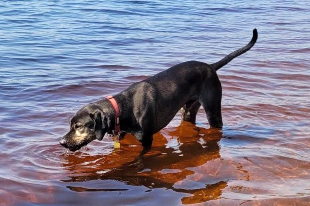 This special guy has gone from being abandoned with no food and water to living a life of luxury