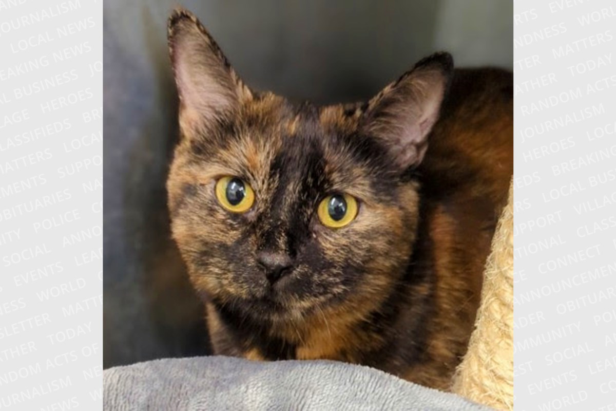 PET OF THE WEEK: Thunder is a sweet ray of sunshine