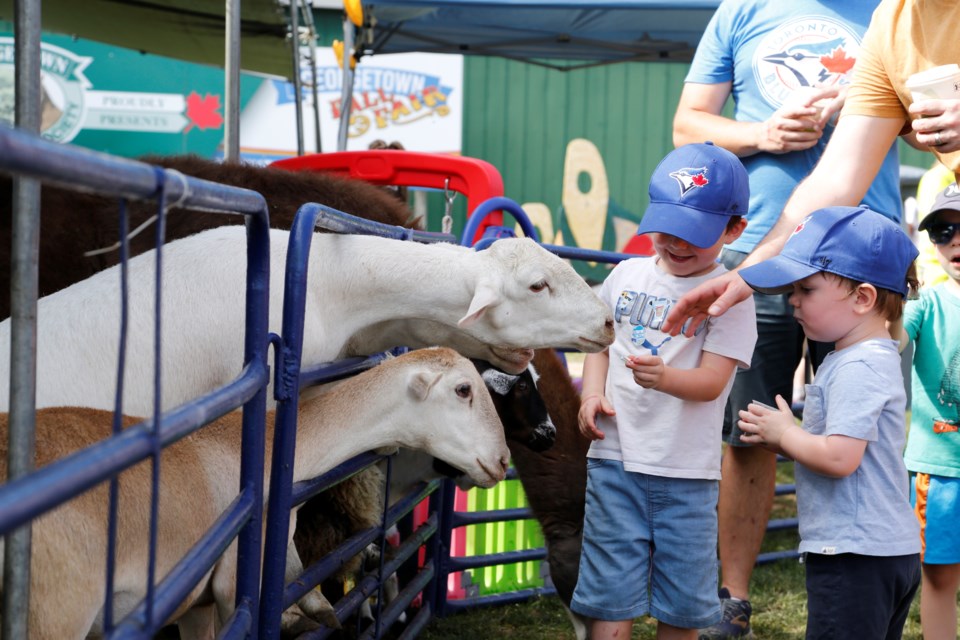 Goats reach for food in the hands of children at the fair's petting zoo.