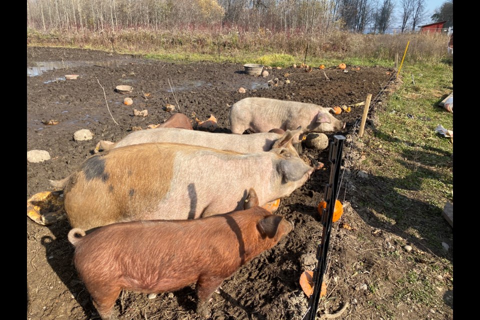 Pigs at Dempsey Farms