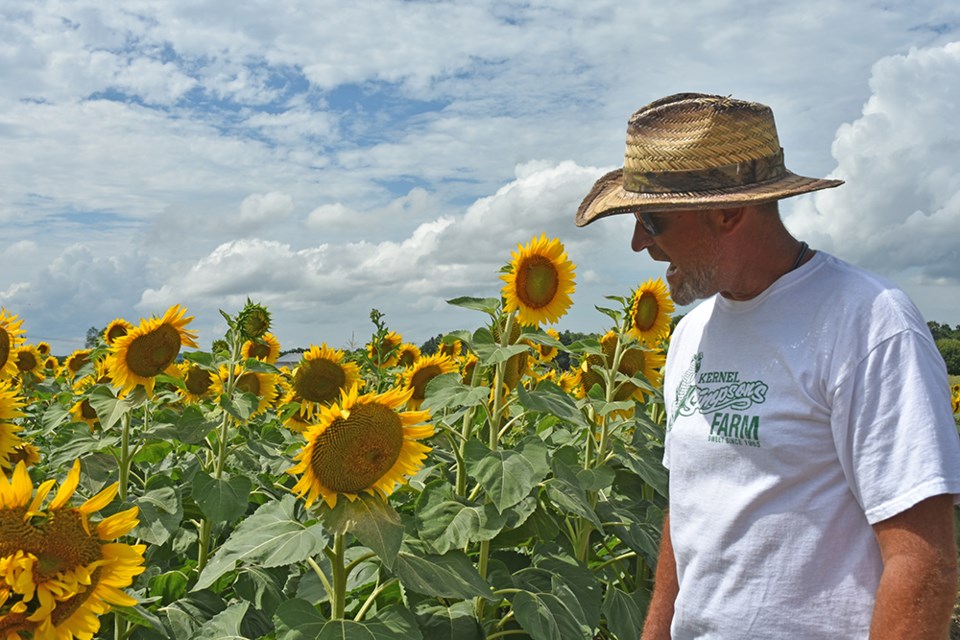 Richard Simpson is proud of his first crop of sunflowers. Miriam King/InnisfilToday