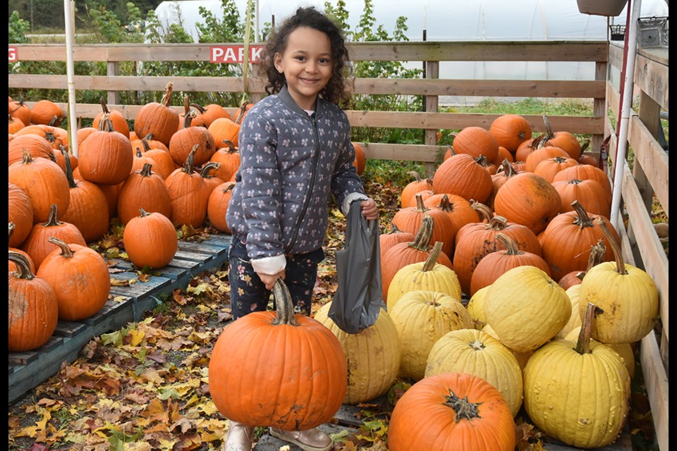 Yellow, or orange - choosing the perfect pumpkin. Miriam King for Innisfil Today.