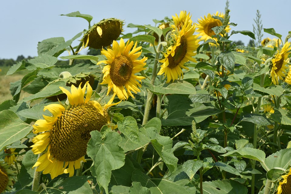Fields of sunflowers in bloom, at Edwards Farm Store. 