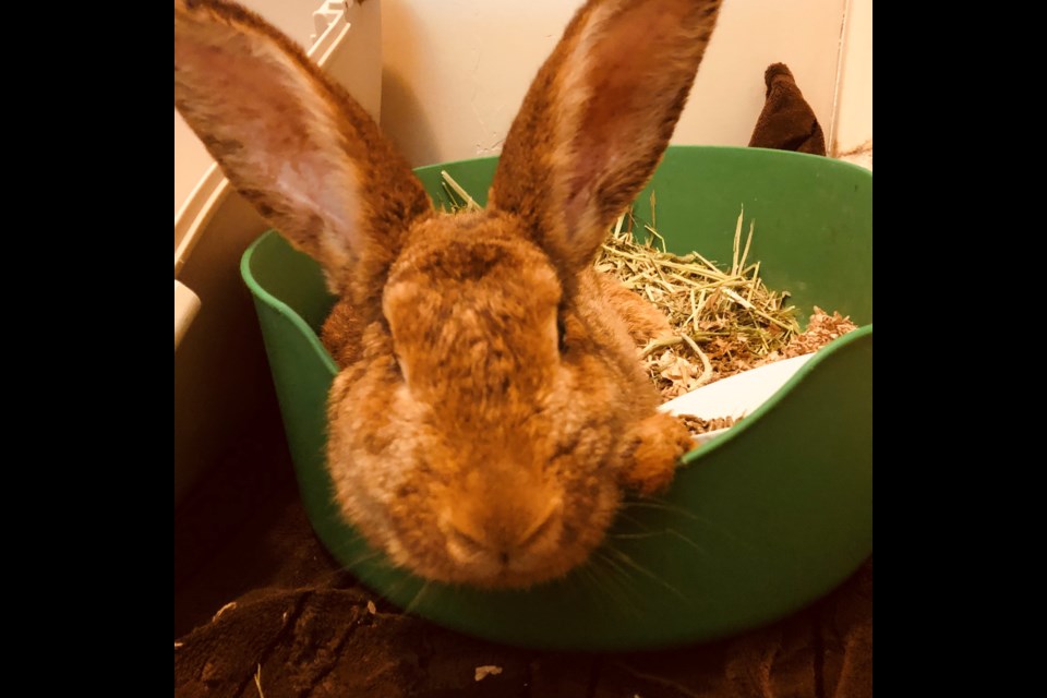 One of the rescued bunnies