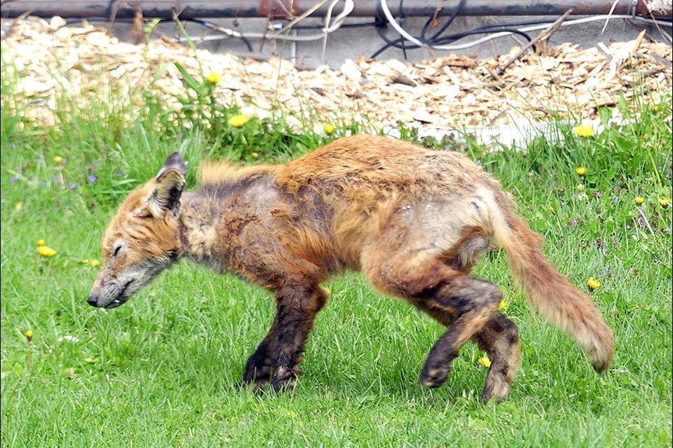 Wild fox infected with sarcoptic mange.