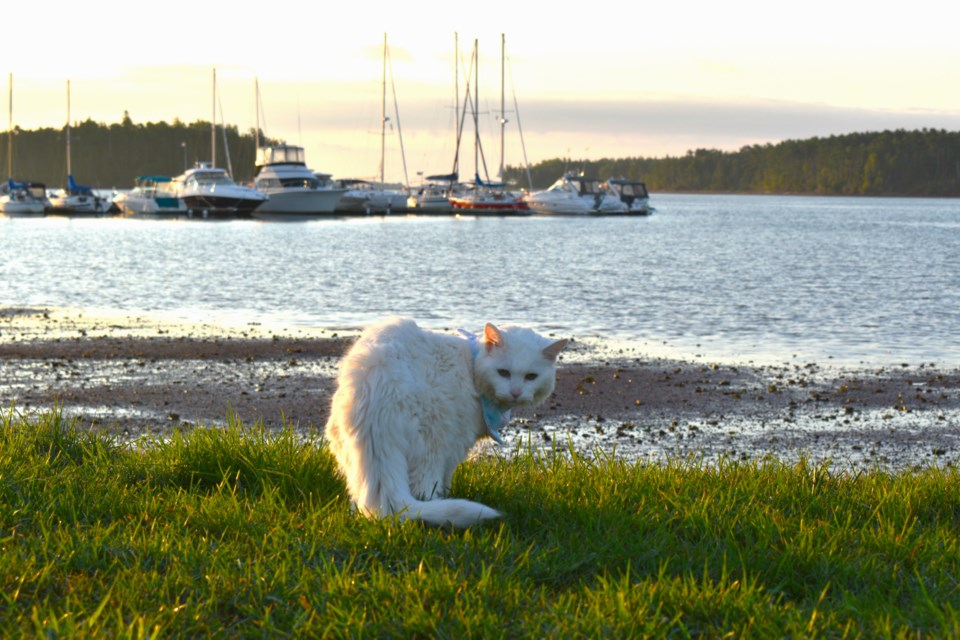 Innisfil cat, Megan, takes a trip out east with purr-ents, Dee-Ann and Nick. Here she is in PEI on the beach.