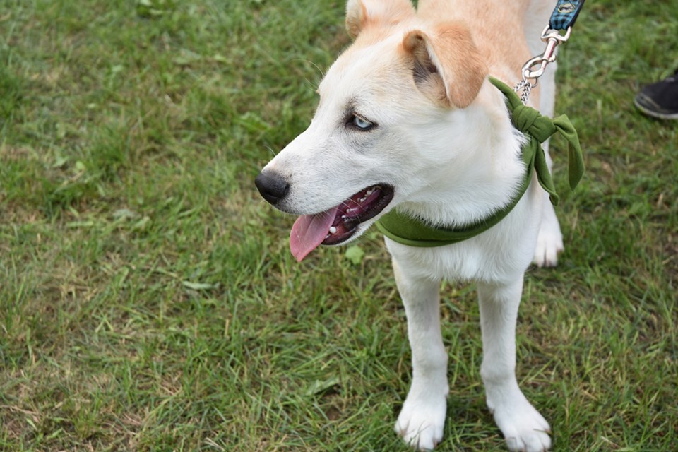 Dog rescued by Finding Them Homes-James Bay Pawsitive Rescue, at an adoption meet-and-greet at Thee Place for Paws, in 2018. Miriam King/Village Media Group