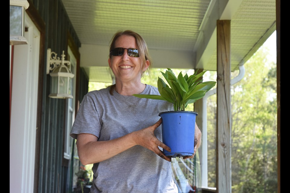 Sandy Berube, repotting plants for the Charity Plant Sale at Thee Place for Paws. Miriam King/Innisfil Today