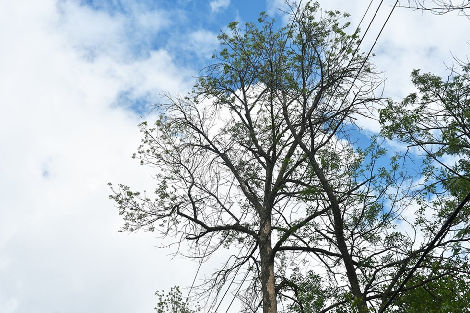 Dying ash trees in Innisfil, infested with Emerald Ash Borer. Miriam King/Innisfil Today