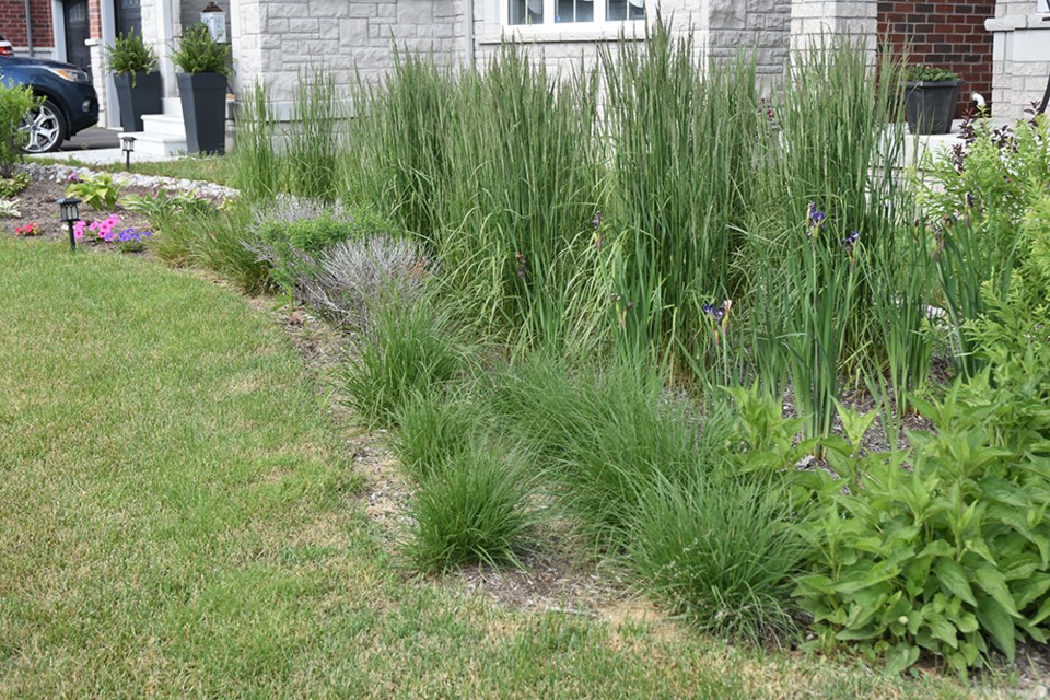 Raingarden in Phase 1 of Sleeping Lion Subdivision in Innisfil - half showing specialized grasses and vegetation, half replanted in flowers. Miriam King/Innisfil Today
