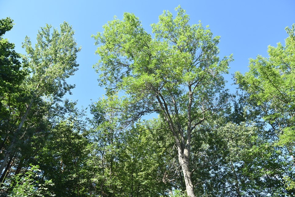 A healthy ash tree towering over buildings is worth saving. Miriam King/Innisfil Today