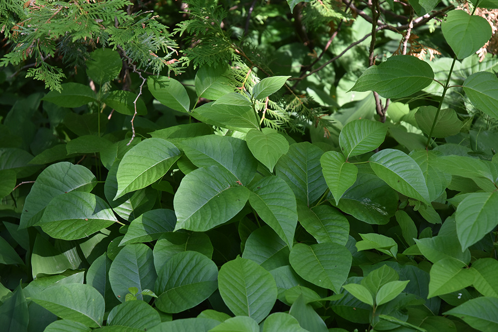 Watch out for poison ivy on your rambles through the woods - Orillia News