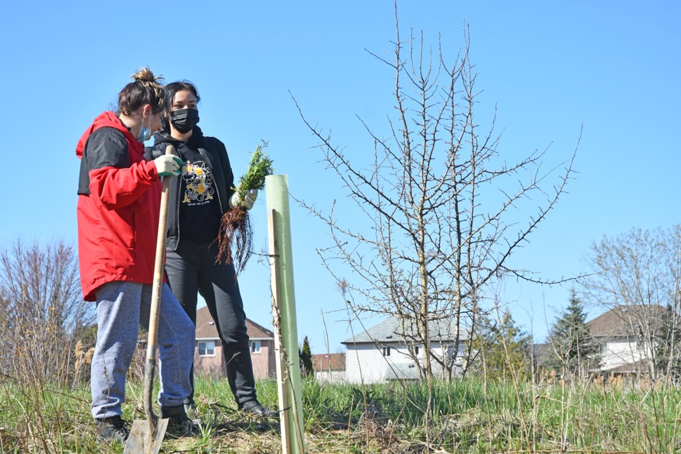 Volunteers plant maple trees on higher ground.