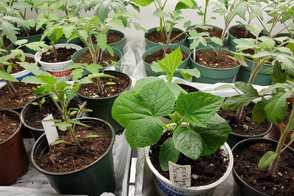 Seedlings ready for the garden. 