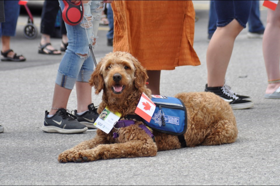Purebred golden doodle 'Lily' is service dog owned by Pastor Cory Kostyra, interim pastor at Bradford Community Church. Lily is also part of the SOS (Summer of Service) team and has been trained and certified by the Citadel Canine Society specifically as a service medical dog. 