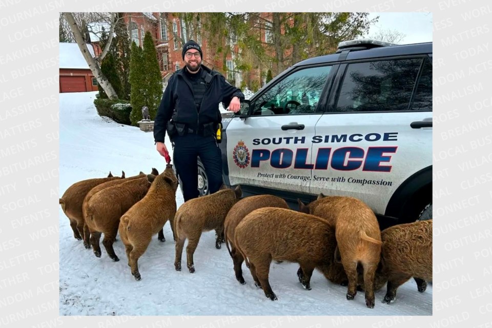 Officers from South Simcoe Police helped get farm animals off the road.