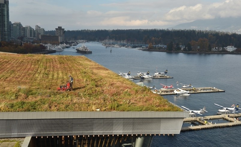 landscaping-crews-mow-the-green-roof-at-vancouver-convention-centre-once-a-year-it-takes-about-two