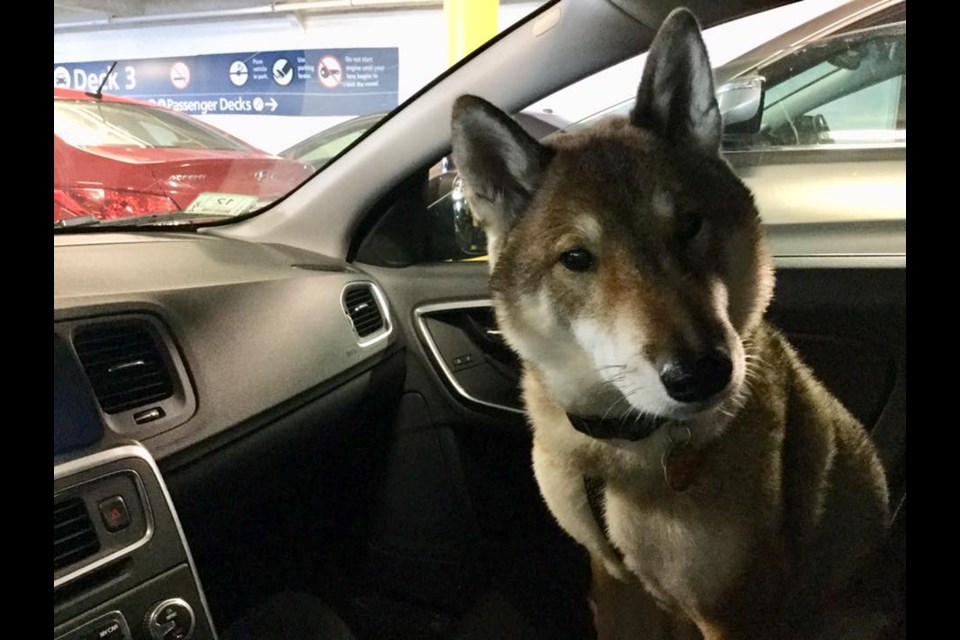 Mura on a B.C. Ferry. (via Paul Heroux)