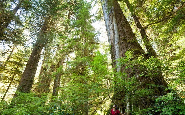 Old growth forest