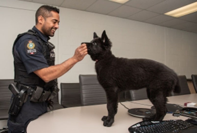 police-dog