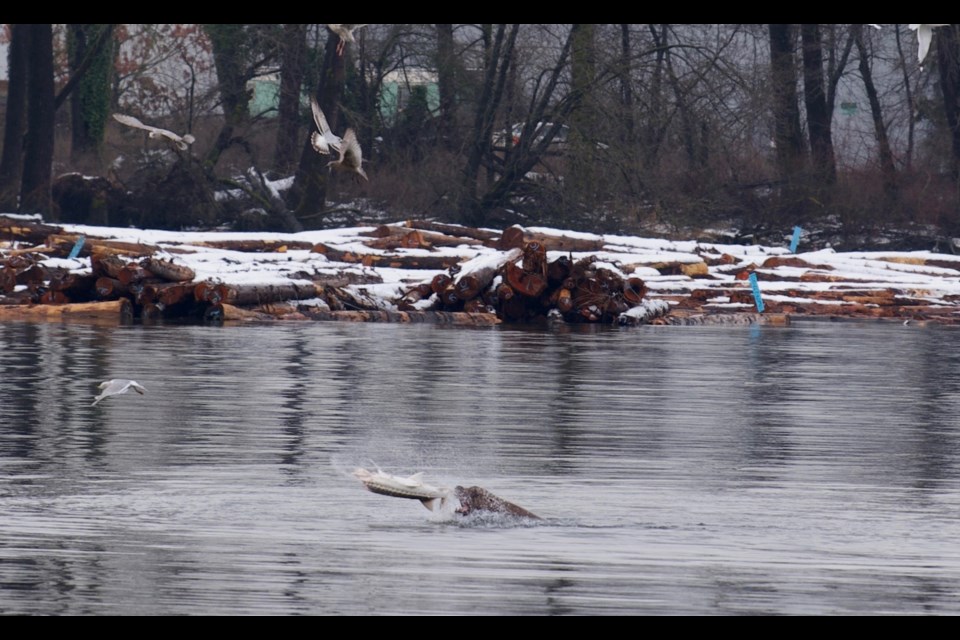 A Vancouver photographer caught a sea lion snacking on an endangered white sturgeon on Feb. 16. (via Gina Gerl Imaging)