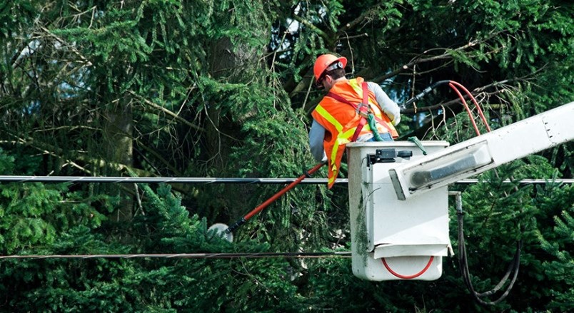 tree-trimming