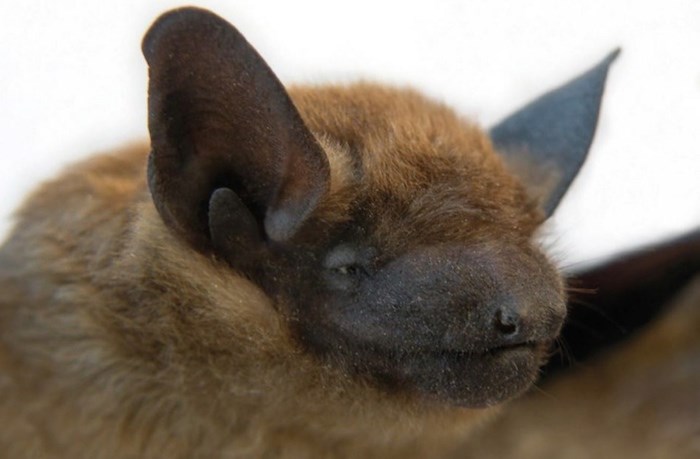 A brown bat. (via Kerry O’Gorman/Habitat Acquisition Trust)