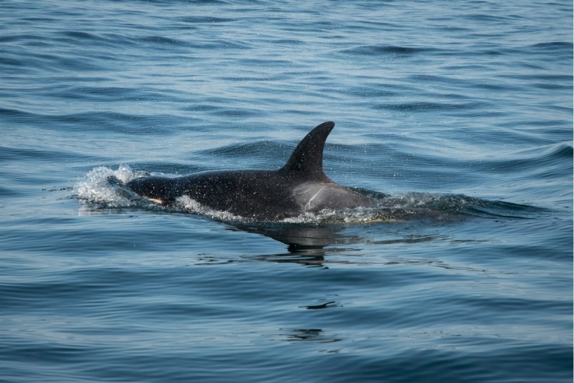 0810-orcas3002590-jpg