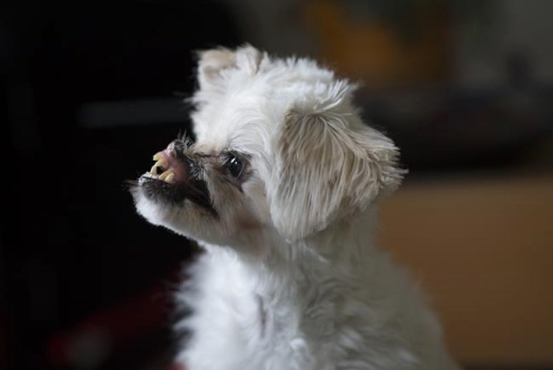 acid dog