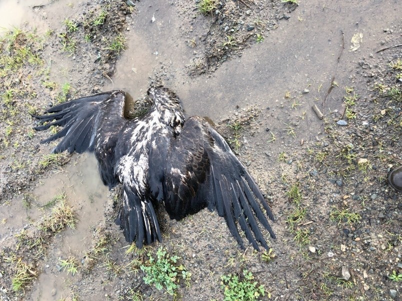 20jan-eagle3006308-jpg