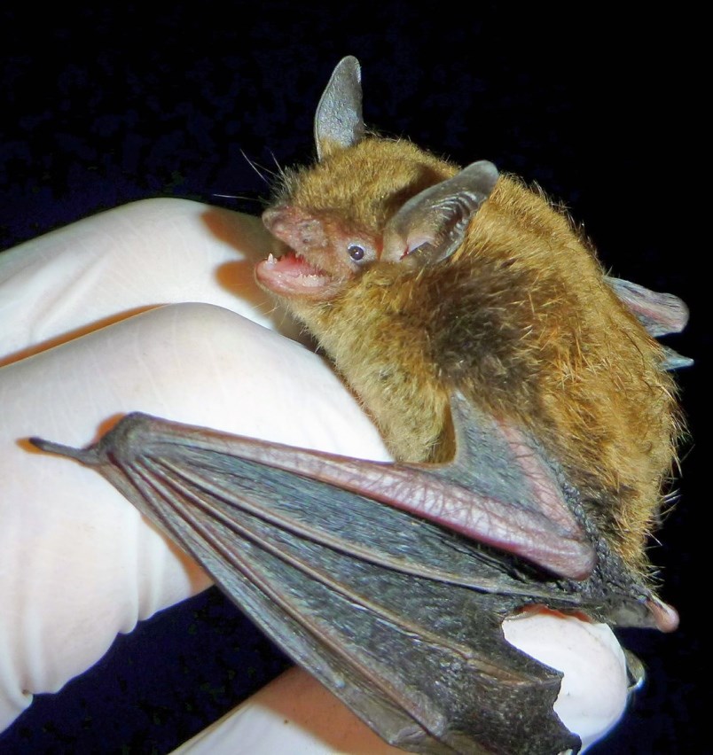 a1-0721-bat-jpg