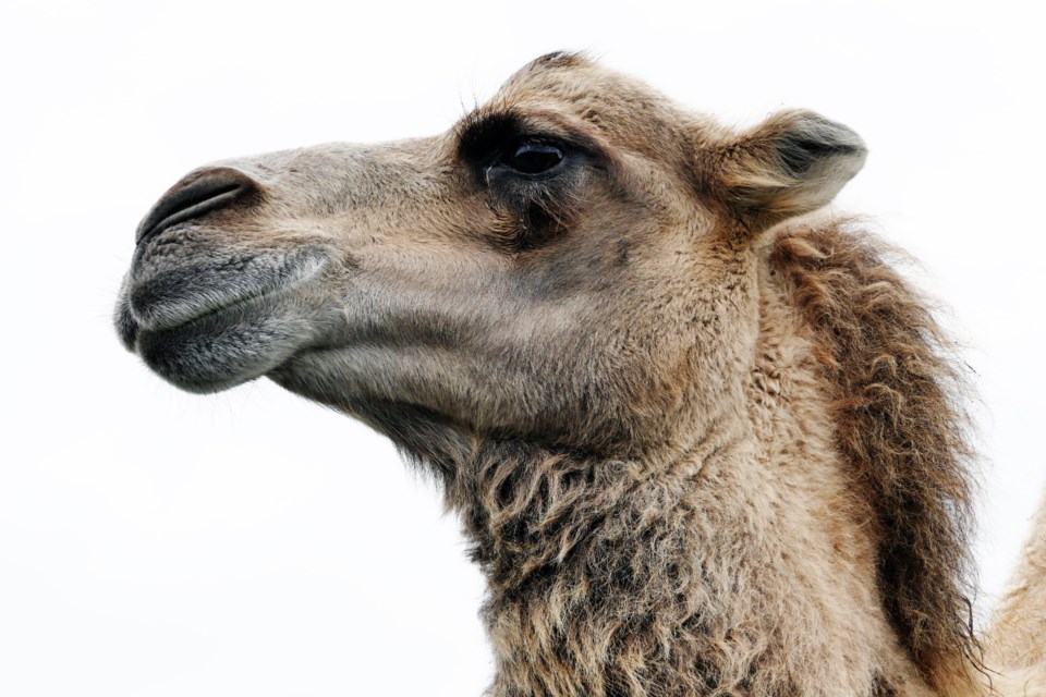animal-arabian-camel-camel-133395