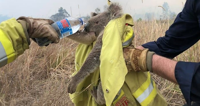 aus-bushfires-koala-min