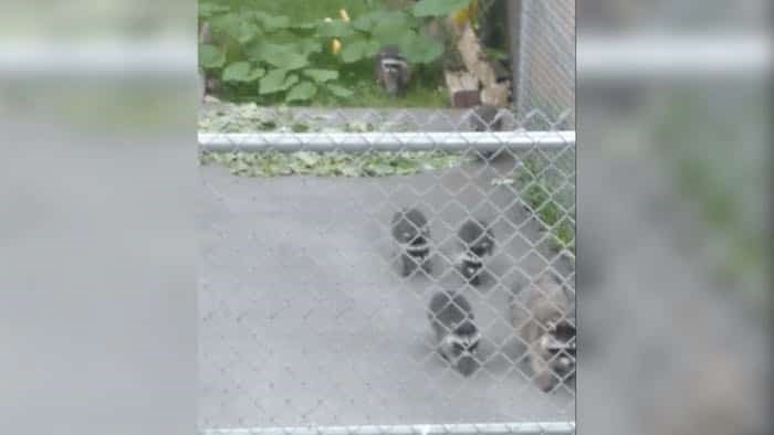 baby racoons