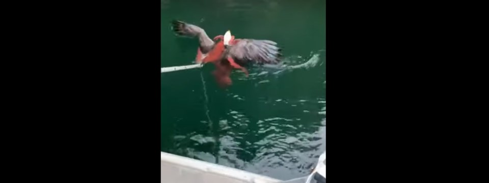 bald-eagle-octopus
