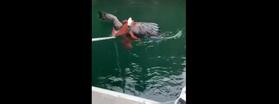 bald-eagle-octopus