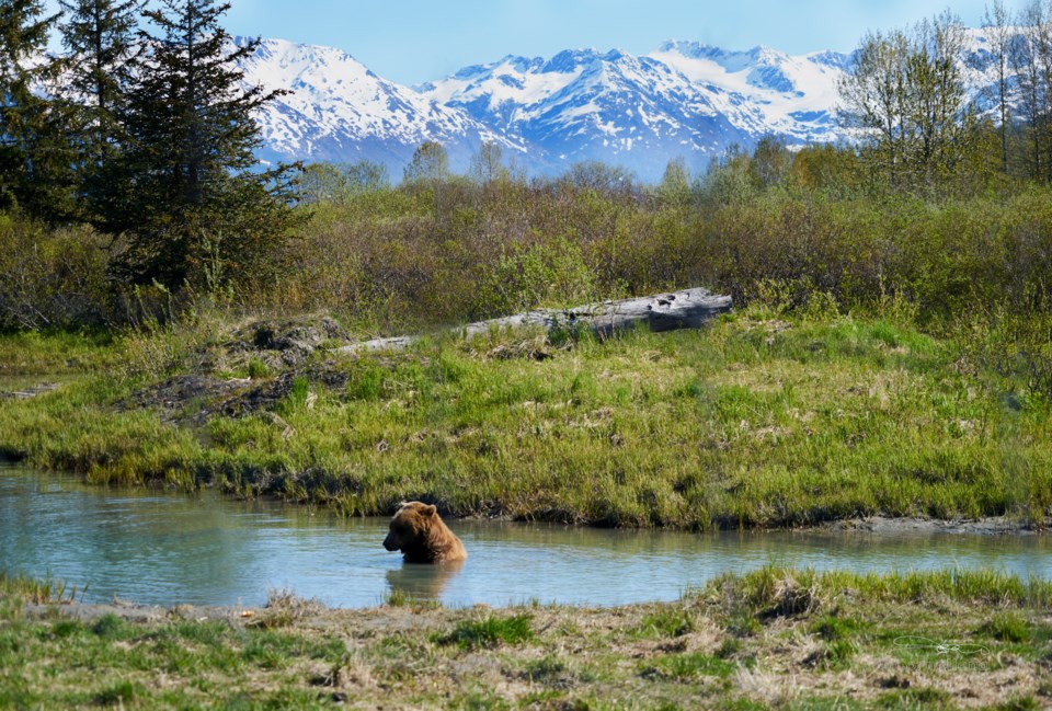 bear-environment-grass-1062057