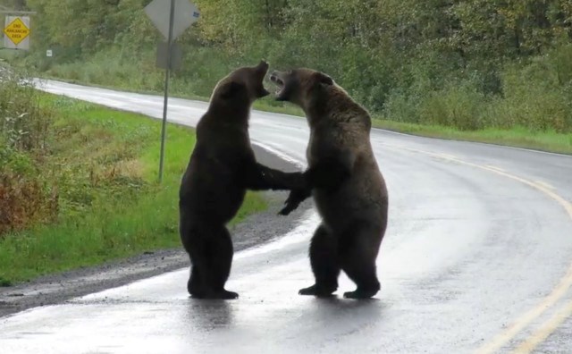 Video Grizzly Bear Fight Caught On Camera In Northern B C Princegeorgematters Com