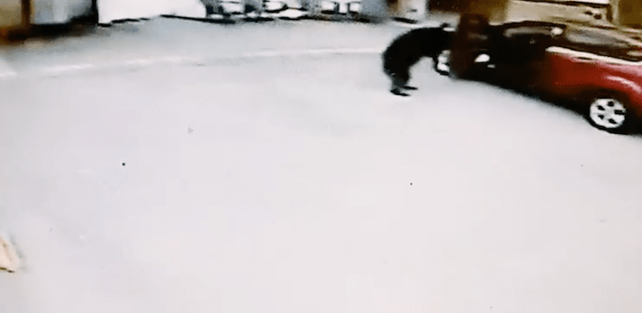 Video Watch This Curious B C Bear Open A Car Door To Look Inside