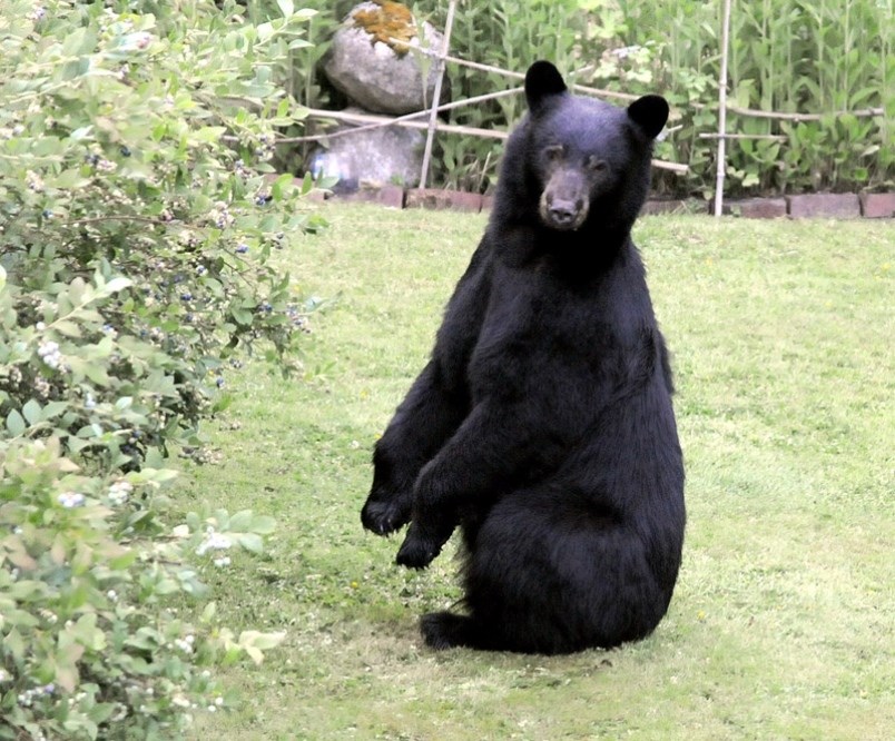 bear-pic-black