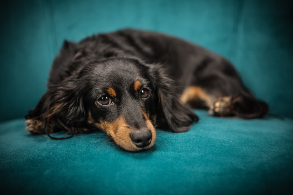 black-and-tan-long-coat-dog-169524