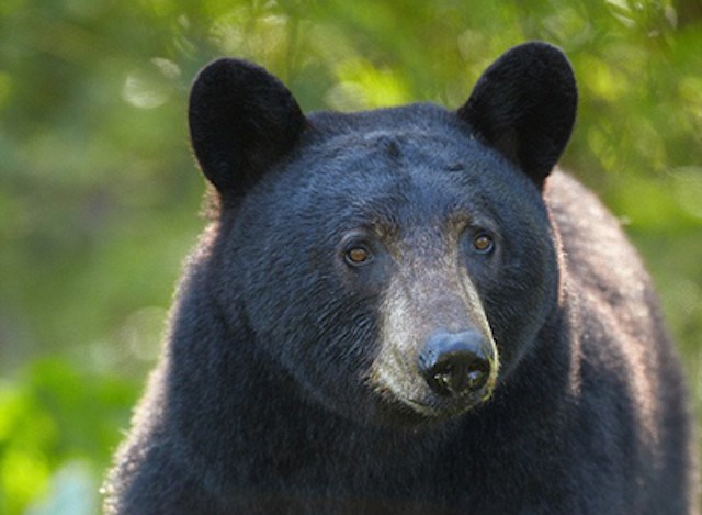 black-bear_p3394275