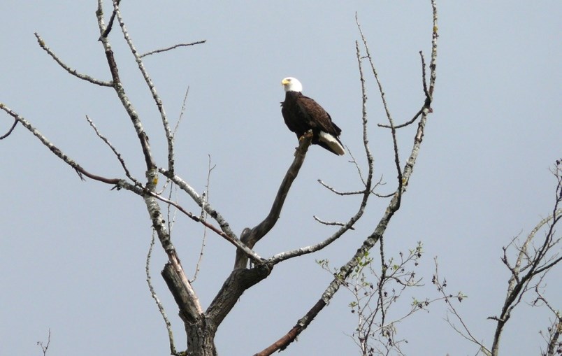 burnaby-lake-eagles-in-mourning-as-nest-with-eggs-blows-down-1