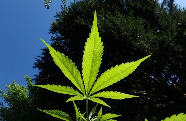 cannabis-1382955_1280_p3409265