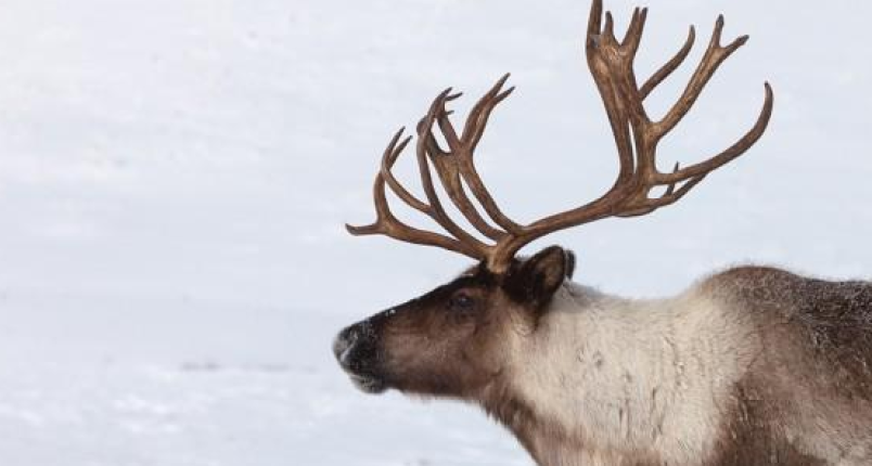 caribou-reindeer2