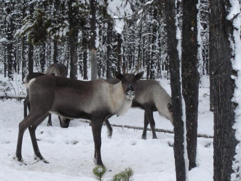 caribou-stock-