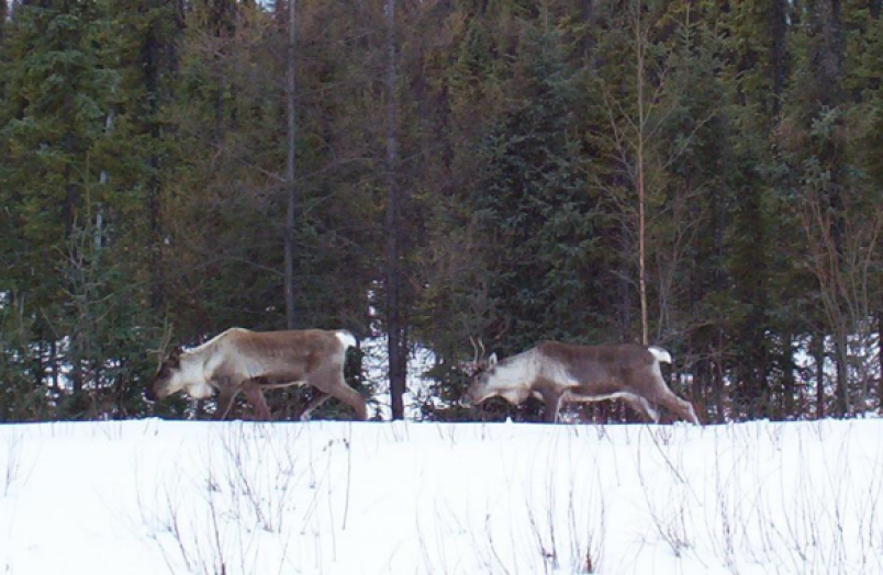 caribou