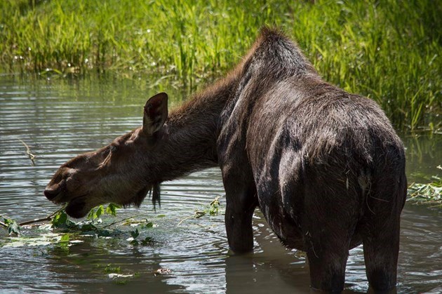 cherry_kamloops_moose