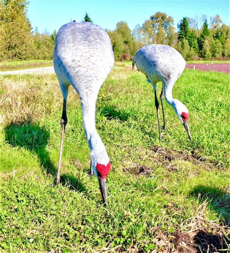 cranes-two (1)